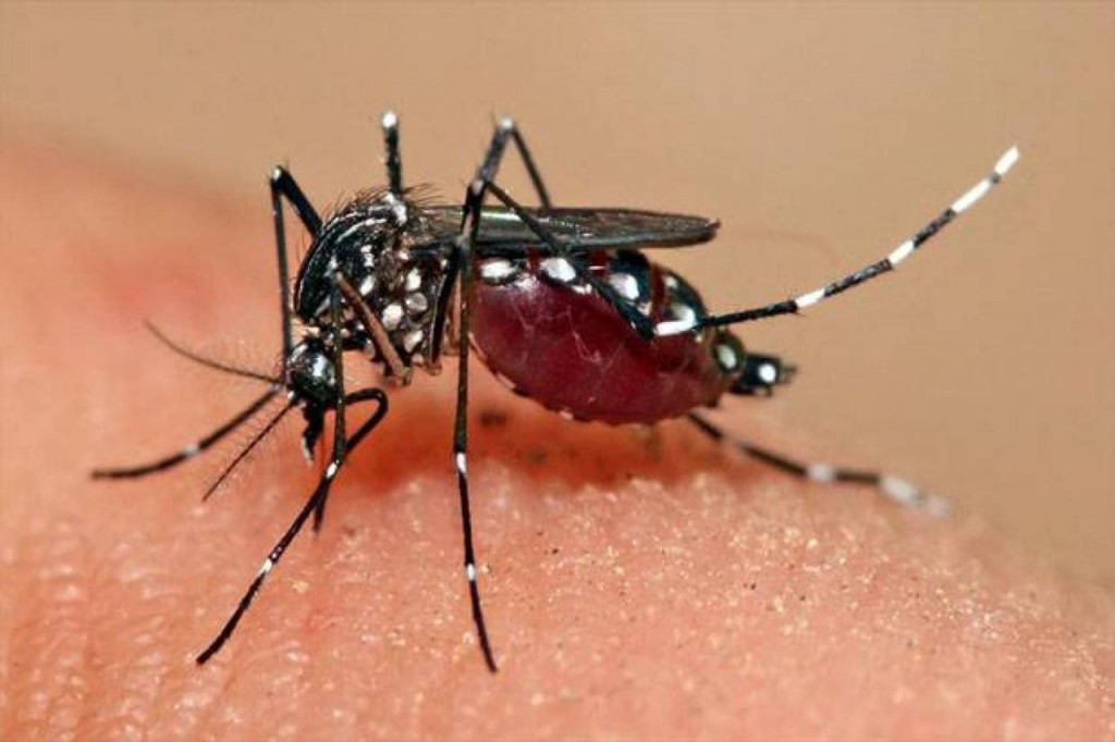 Evaluasi Program Kontrol Vektor Berwolbachia dalam Penanganan Demam Berdarah Dengue di Indonesia pada Tahun 2024