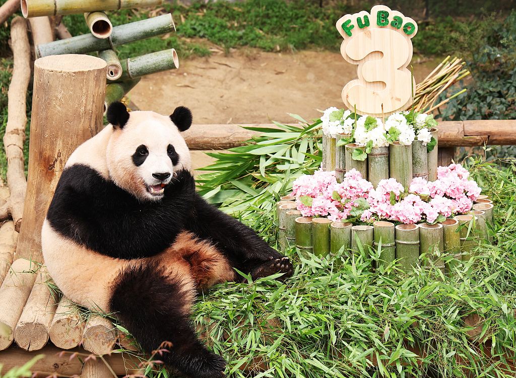 Proses Repatriasi Panda Raksasa Fu Bao ke Republik Rakyat China