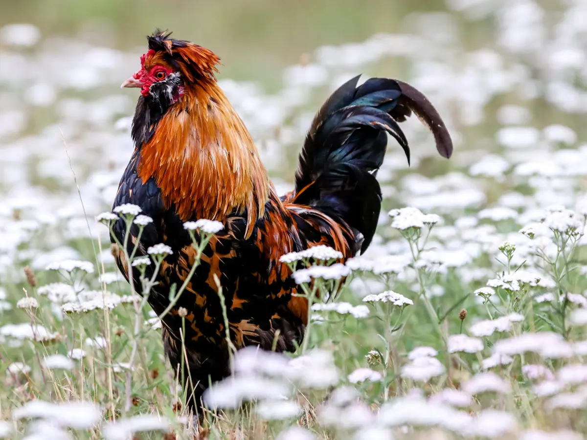 Ayam Hias: Jenis dan Cara Perawatannya