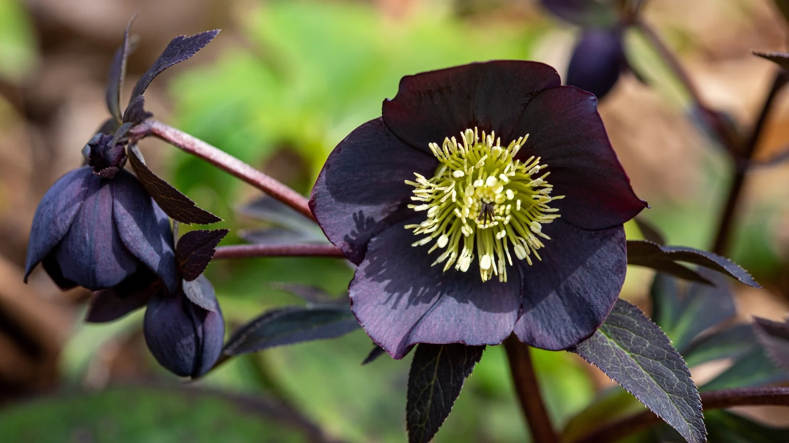 The New York Night Flower: A City’s Floral Jewel