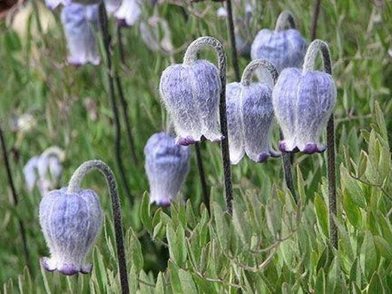 Sugarbowl Clematis Flower: Stunning Climber – Elegant Blooms