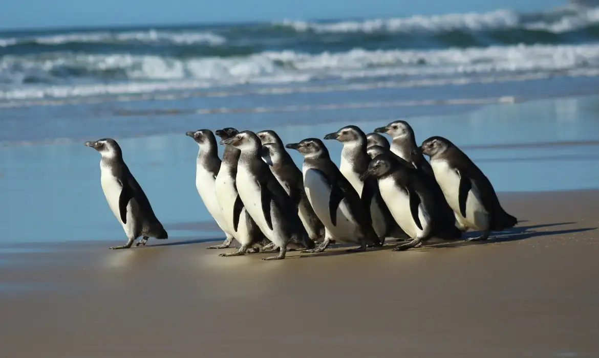 Penguin Terdampar di Pantai Brasil, Diduga Akibat Perubahan Iklim