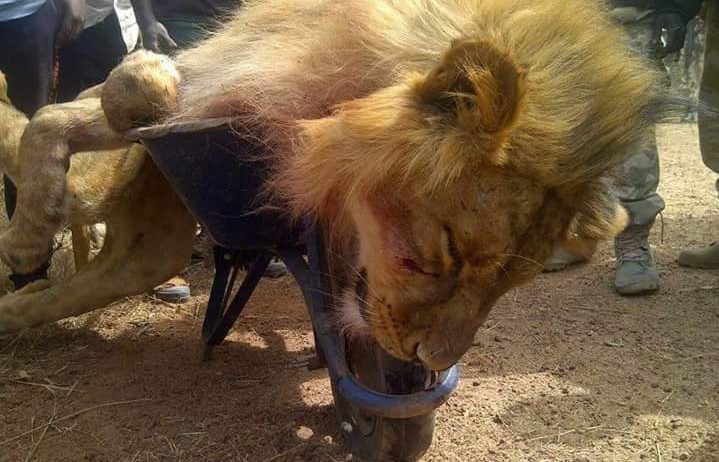 Singa Afrika Lepas dari Kebun Binatang di Nigeria Ancaman dan Upaya Penanganannya